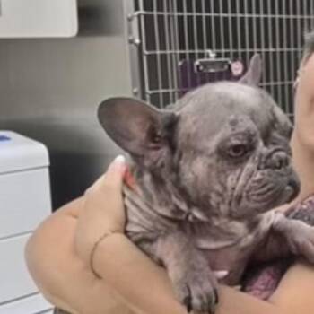 Aurora -  French Bulldog Dog for Adoption in Sonoma, California - Aurora | PetCurious