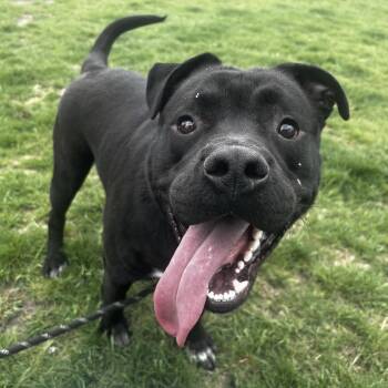 Pit Bull Terrier Dogs Available for Adoption in Champaign, Illinois - Meko | PetCurious