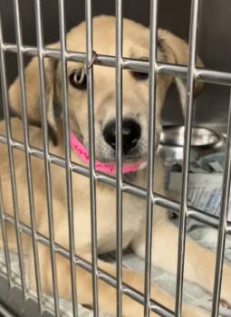 Lugnut -  Shepherd Dog for Adoption in Parma, Ohio - Lugnut | PetCurious