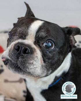 Rescue Boston Terrier Dogs for Adoption in Kennesaw, Georgia - Tony | PetCurious