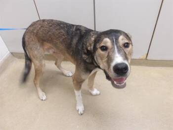 NUGGET -  German Shepherd Dog and Redbone Coonhound Dog for Adoption in Santa Rosa, California - NUGGET | PetCurious