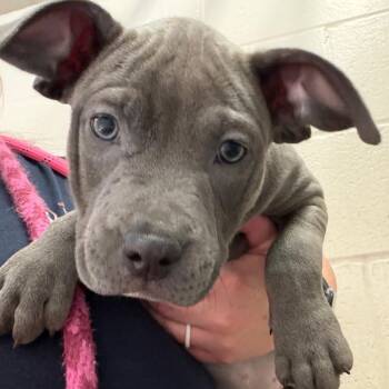 Treat -  Pit Bull Terrier and Mixed Breed Dog for Adoption in Reno, Nevada - Treat | PetCurious