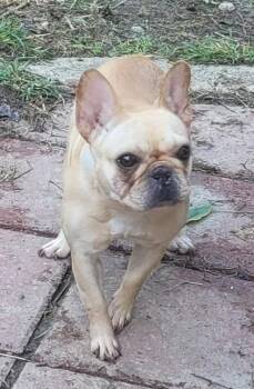 Quaker -  French Bulldog Dog for Adoption in Catlettsburg, Kentucky - Quaker | PetCurious