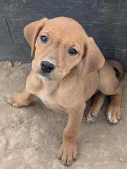 Rescue Golden Retriever Dogs for Adoption in Guernsey, Wyoming - Puppy 4 | PetCurious
