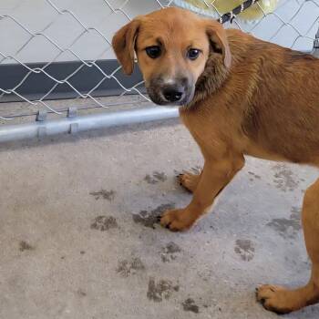 Emerald -  Mixed Breed Dog for Adoption in Las Cruces, New Mexico - Emerald | PetCurious