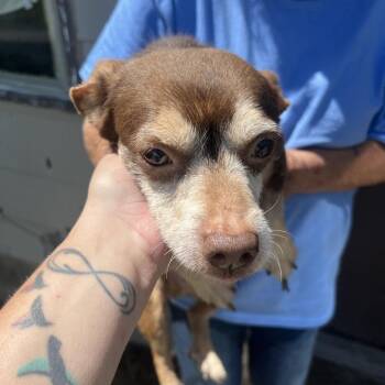 Chihuahua Dogs Available for Adoption in West Plains, Missouri - Peanut | PetCurious
