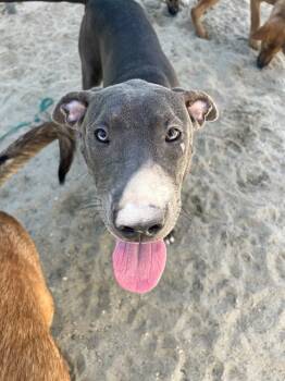 BLUE -  Pit Bull Terrier and Mixed Breed Dog for Adoption in Thousand Palms, California - BLUE | PetCurious