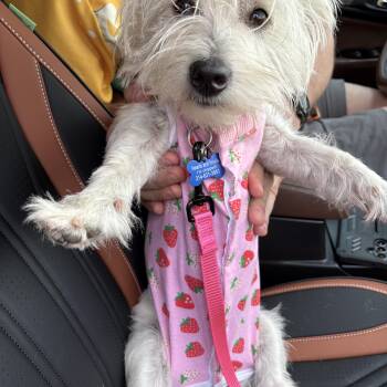 West Highland White Terrier Westie Dogs Available for Adoption in Forney, Texas - Mya | PetCurious
