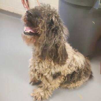 Mixed Breed Dogs Available for Adoption in Asheville, North Carolina - Big Moose | PetCurious