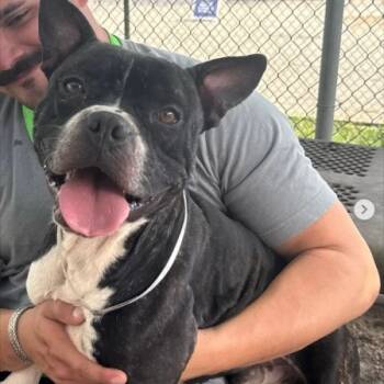 Rescue American Staffordshire Terrier Dogs for Adoption in Pittsburgh, Pennsylvania - Chico | PetCurious