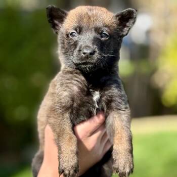 Belgian Shepherd Malinois Dogs Available for Adoption in Bellingham, Washington - Blue(Light Blue) | PetCurious