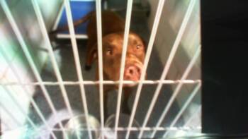 Pit Bull Terrier and Mixed Breed Dogs Available for Adoption in Charlotte, North Carolina - A1263966 | PetCurious