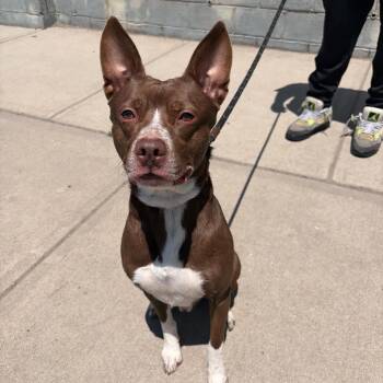 Cooper -  Mixed Breed and Pit Bull Terrier Dog for Adoption in Newark, New Jersey - Cooper | PetCurious