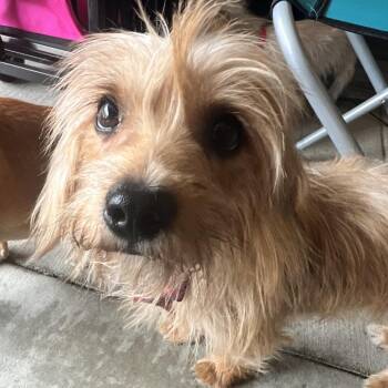 Maple -  Terrier and Mixed Breed Dog for Adoption in Pacifica, California - Maple | PetCurious