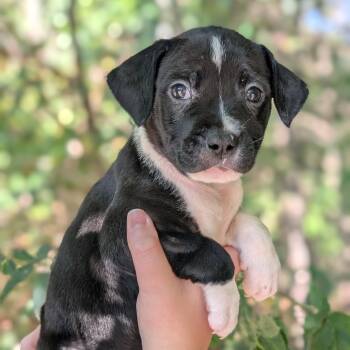 Rescue Pit Bull Terrier and Mixed Breed Dogs for Adoption in Tyrone, Georgia - Dalia 09-1925 | PetCurious