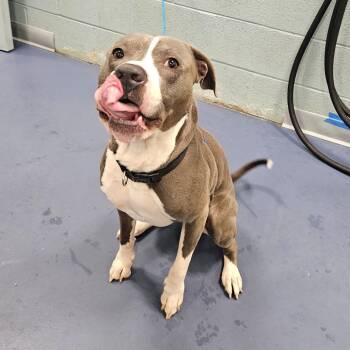 BRUCE -  Pit Bull Terrier Dog for Adoption in Greensboro, North Carolina - BRUCE | PetCurious