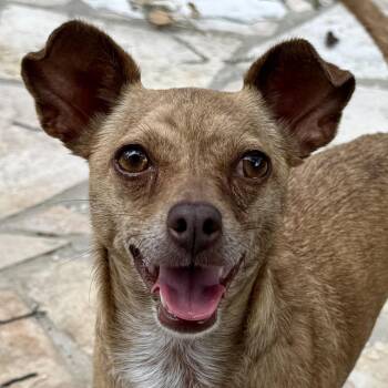 Evangeline - bonded with Gabriel -  Chihuahua Dog for Adoption in Hondo, Texas - Evangeline - Bonded With Gabriel | PetCurious