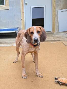 Redford -  Hound Dog for Adoption in Hampton, Virginia - Redford | PetCurious