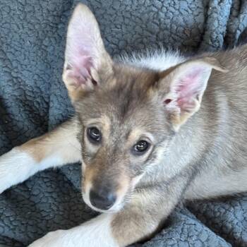 Shepherd Dogs Available for Adoption - Iridium | PetCurious