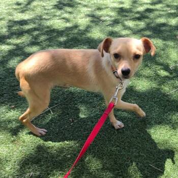 Mouse -  Mixed Breed Dog Available for Adoption - Mouse | PetCurious