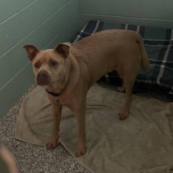 0600-D26 -  Mixed Breed Dog for Adoption in Port Charlotte, Florida - 0600-D26 | PetCurious