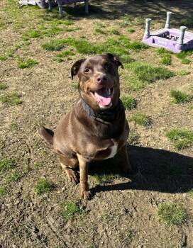 Labrador Retriever Dogs Available for Adoption - RIP C | PetCurious