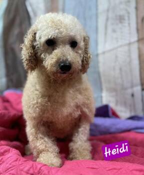 Rescue Miniature Poodle Dogs for Adoption in Wheelersburg, Ohio - Heidi | PetCurious