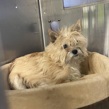 Terrier and Mixed Breed Dogs Available for Adoption in Spokane, Washington - Pooh | PetCurious