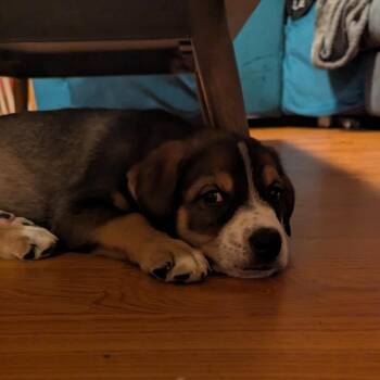Calcifer -  Mixed Breed Dog for Adoption in Buffalo, Minnesota - Calcifer | PetCurious