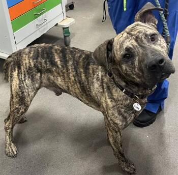 Presa Canario Dogs Available for Adoption - DRACO | PetCurious