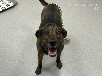 LACIE -  Pit Bull Terrier and Mixed Breed Dog for Adoption in Ocala, Florida - LACIE | PetCurious