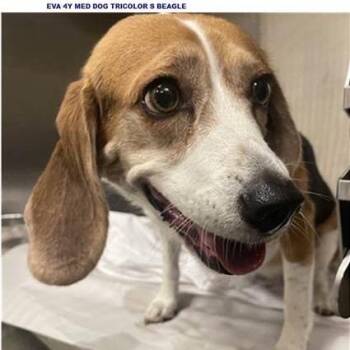 Beagle Dogs Available for Adoption in Miami, Florida - Eva | PetCurious