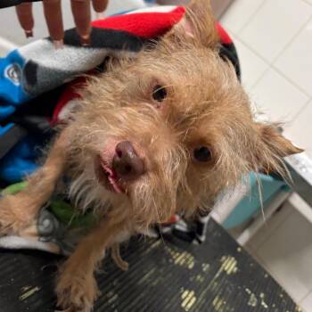 IVHS-Stray-144195 -  Wire Fox Terrier and Mixed Breed Dog for Adoption in San Gabriel, California - IVHS-Stray-144195 | PetCurious