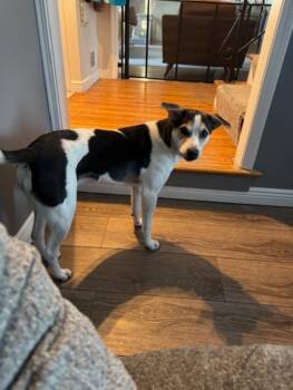 Jack Russell Terrier and Beagle Dogs Available for Adoption - Douglas | PetCurious