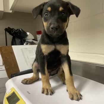 Doberman Pinscher Dogs Available for Adoption in San Antonio, Texas - Chewbacca | PetCurious