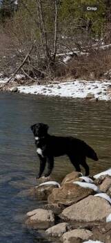 Ranger -  Bernese Mountain Dog and Labrador Retriever Dog for Adoption in Thompson Falls, Montana - Ranger | PetCurious