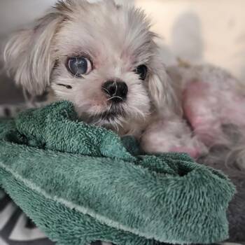 Michael -  Mixed Breed Dog for Adoption in Memphis, Tennessee - Michael | PetCurious