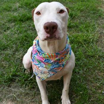Quinn -  Pit Bull Terrier Dog for Adoption in Beaumont, Texas - Quinn | PetCurious