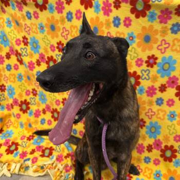 Rescue Dutch Shepherd and Belgian Shepherd Malinois Dogs for Adoption in Urbana, Illinois - Spruce | PetCurious