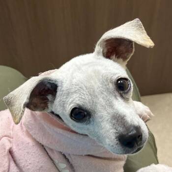 Rescue Chihuahua Dogs for Adoption in Jacksonville, Florida - Rita | PetCurious