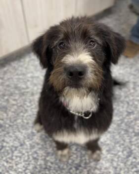 Shaggy -  Australian Shepherd and Irish Wolfhound Dog for Adoption in Bemidji, Minnesota - Shaggy | PetCurious