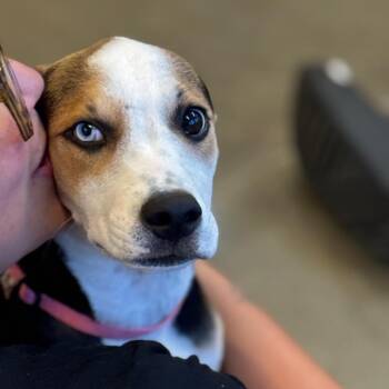 Ying Yang -  Husky and Beagle Dog for Adoption in Mankato, Minnesota - Ying Yang | PetCurious