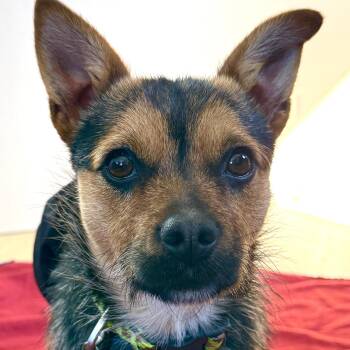 Yorkshire Terrier Dogs Available for Adoption - Bridges | PetCurious