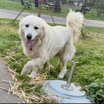 Great Pyrenees Dogs Available for Adoption - ZARA | PetCurious