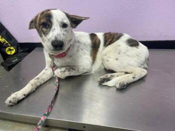 61621194 -  Mixed Breed Dog for Adoption in El Paso, Texas - 61621194 | PetCurious