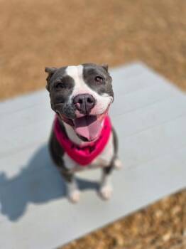 Pit Bull Terrier Dogs Available for Adoption in Morton Grove, Illinois - Bea | PetCurious