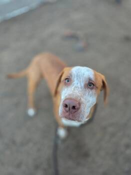 Sven -  Mixed Breed Dog for Adoption in Minot, North Dakota - Sven | PetCurious
