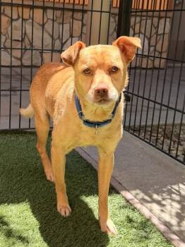 OTTO -  Labrador Retriever and Mixed Breed Dog for Adoption in Sacramento, California - OTTO | PetCurious