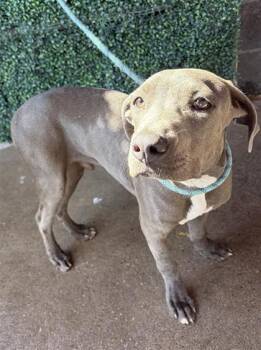 61531669 -  Pit Bull Terrier and Mixed Breed Dog for Adoption in El Paso, Texas - 61531669 | PetCurious