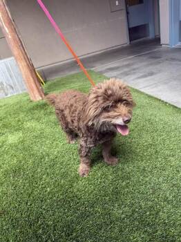 Poodle and Mixed Breed Dogs Available for Adoption in San Jose, California - MIA | PetCurious